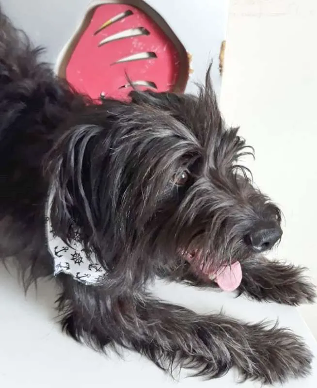 Cachorro ra a SRD idade 1 ano nome PIMPÃO