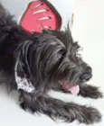 PIMPÃO