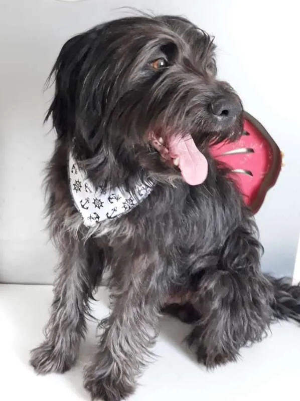 Cachorro ra a SRD idade 1 ano nome PIMPÃO