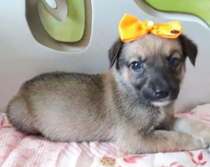 Cachorro ra a SRD idade 2 a 6 meses nome GIALLINA