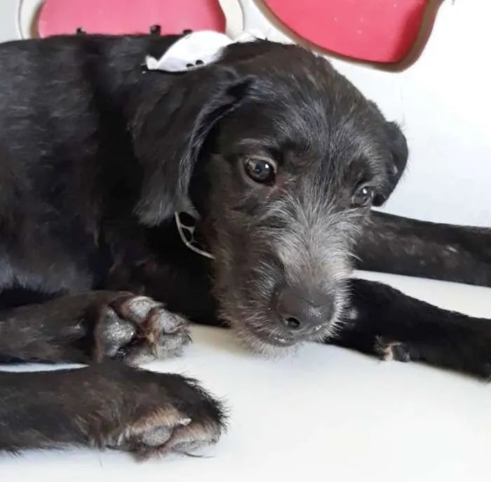 Cachorro ra a SRD idade  nome TOBIAS