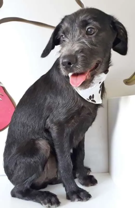 Cachorro ra a SRD idade  nome TOBIAS