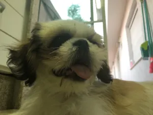 Cachorro raça Shitzu  idade 2 a 6 meses nome Mel