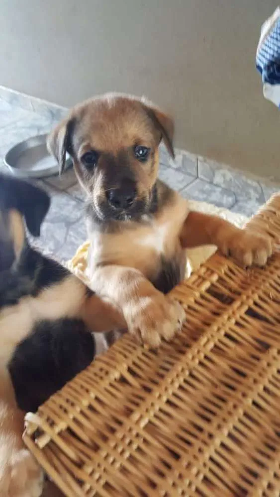 Cachorro ra a Srd idade Abaixo de 2 meses nome Thor 