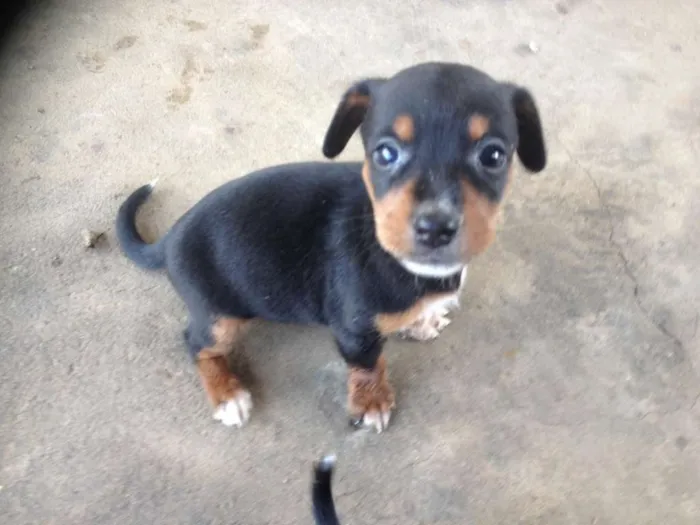 Cachorro ra a Pinscher/outro idade Abaixo de 2 meses nome Auro, Sunshine, Mel,