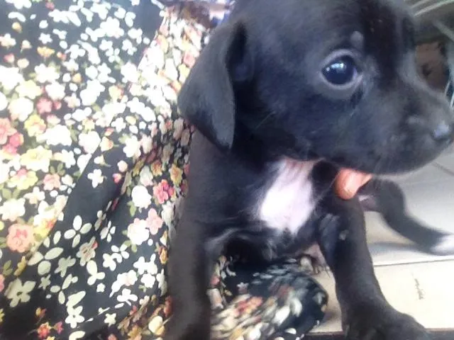 Cachorro ra a Pinscher/outro idade Abaixo de 2 meses nome Auro, Sunshine, Mel,