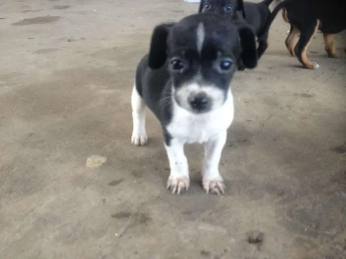 Cachorro ra a Pinscher/outro idade Abaixo de 2 meses nome Auro, Sunshine, Mel,