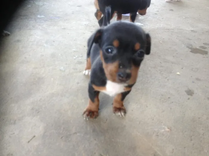 Cachorro ra a Pinscher/outro idade Abaixo de 2 meses nome Auro, Sunshine, Mel,