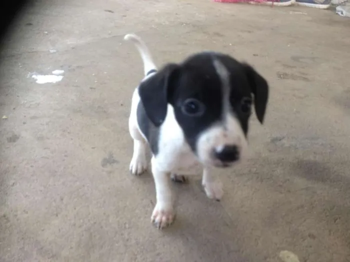 Cachorro ra a Pinscher/poodle idade Abaixo de 2 meses nome Lady, amy