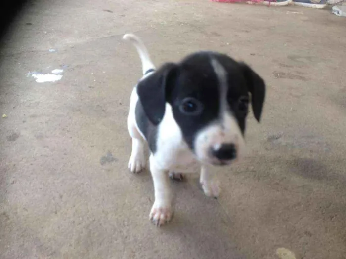 Cachorro ra a Pinscher/poodle idade Abaixo de 2 meses nome Lady, amy