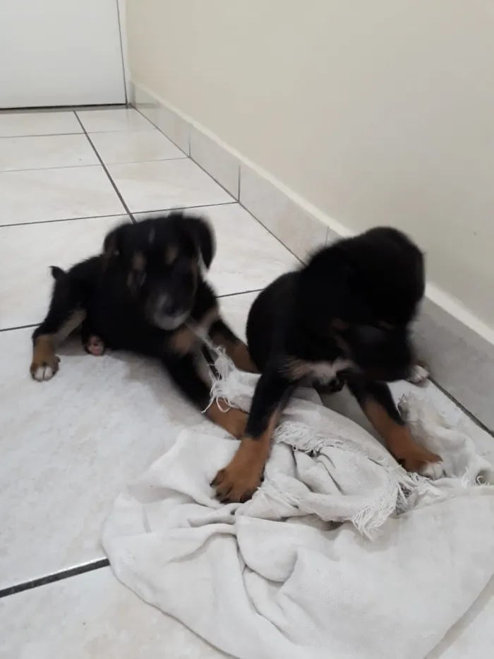 Cachorro ra a SRD idade Abaixo de 2 meses nome filhotes