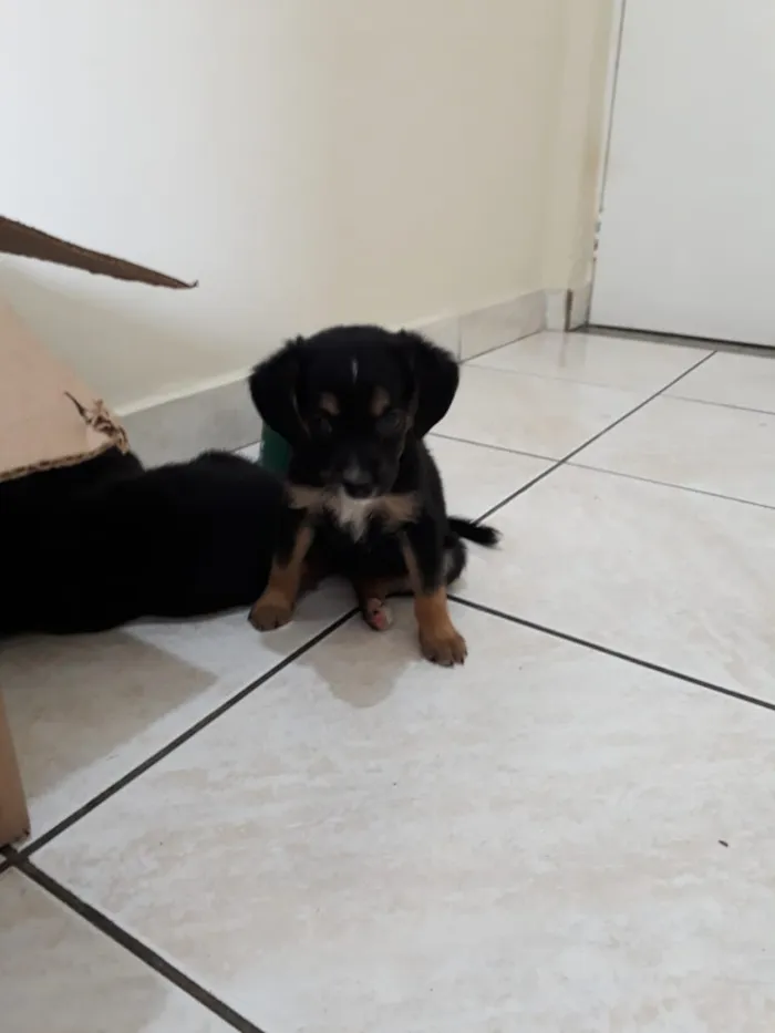 Cachorro ra a SRD idade Abaixo de 2 meses nome filhotes