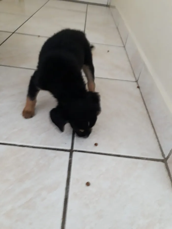 Cachorro ra a SRD idade Abaixo de 2 meses nome filhotes