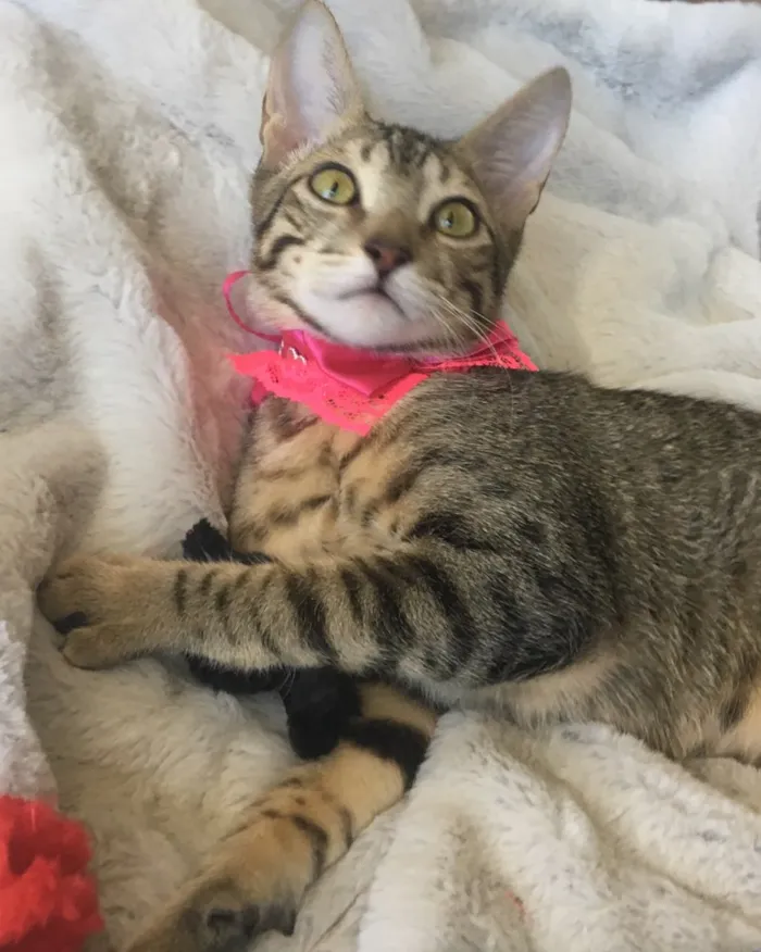 Gato ra a SRD idade 2 a 6 meses nome FRAMBOESA