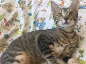 Gato raça SRD idade 2 a 6 meses nome FRAMBOESA