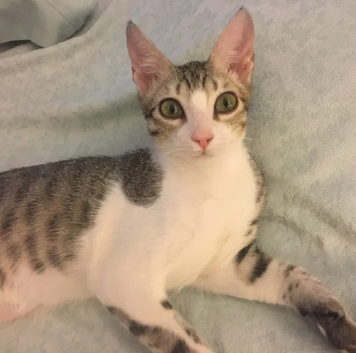 Gato ra a SRD idade 2 a 6 meses nome TÂMARA