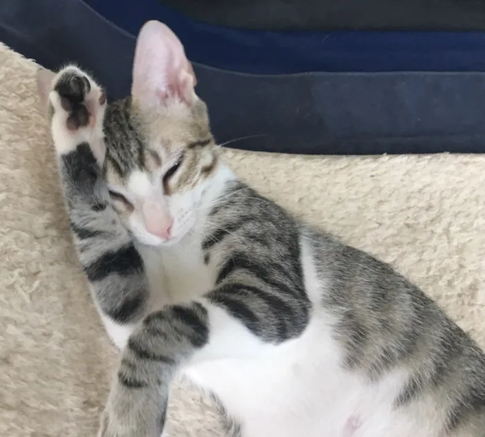 Gato ra a SRD idade 2 a 6 meses nome TÂMARA