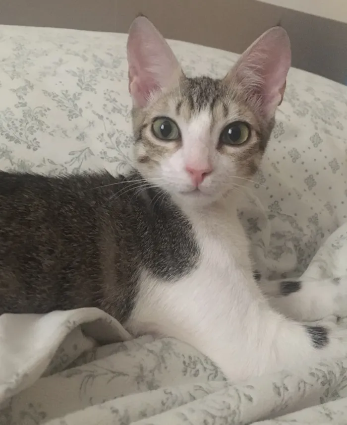 Gato ra a SRD idade 2 a 6 meses nome TÂMARA
