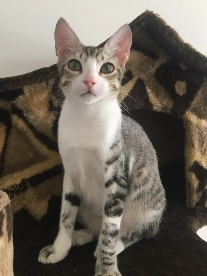 Gato ra a SRD idade 2 a 6 meses nome TÂMARA