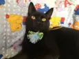 POMPOM