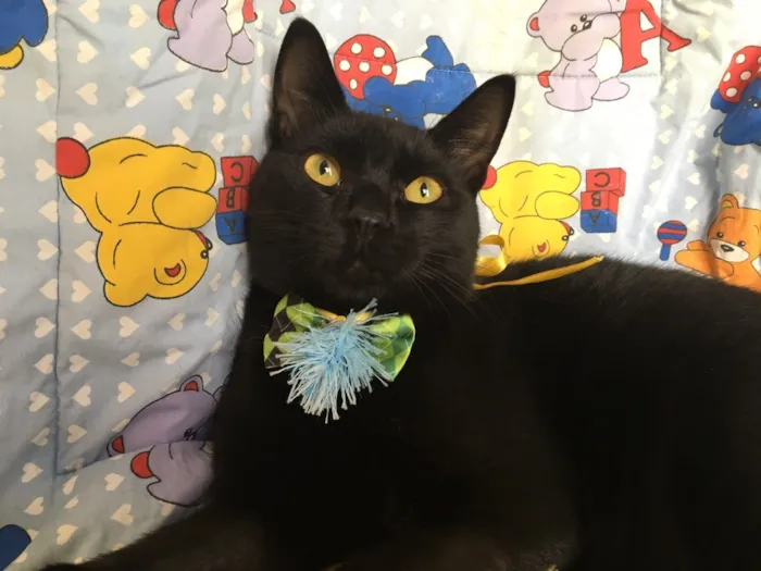Gato ra a SRD idade 7 a 11 meses nome POMPOM