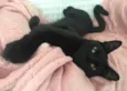 POMPOM
