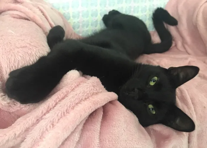 Gato ra a SRD idade 7 a 11 meses nome POMPOM
