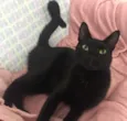 POMPOM