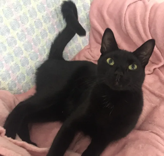 Gato ra a SRD idade 7 a 11 meses nome POMPOM