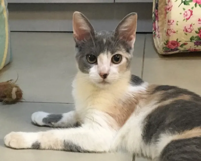 Gato ra a SRD idade 2 a 6 meses nome BISCUIT
