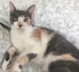 BISCUIT