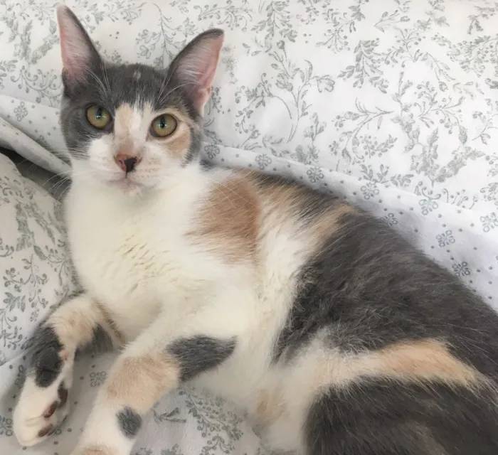Gato ra a SRD idade 2 a 6 meses nome BISCUIT