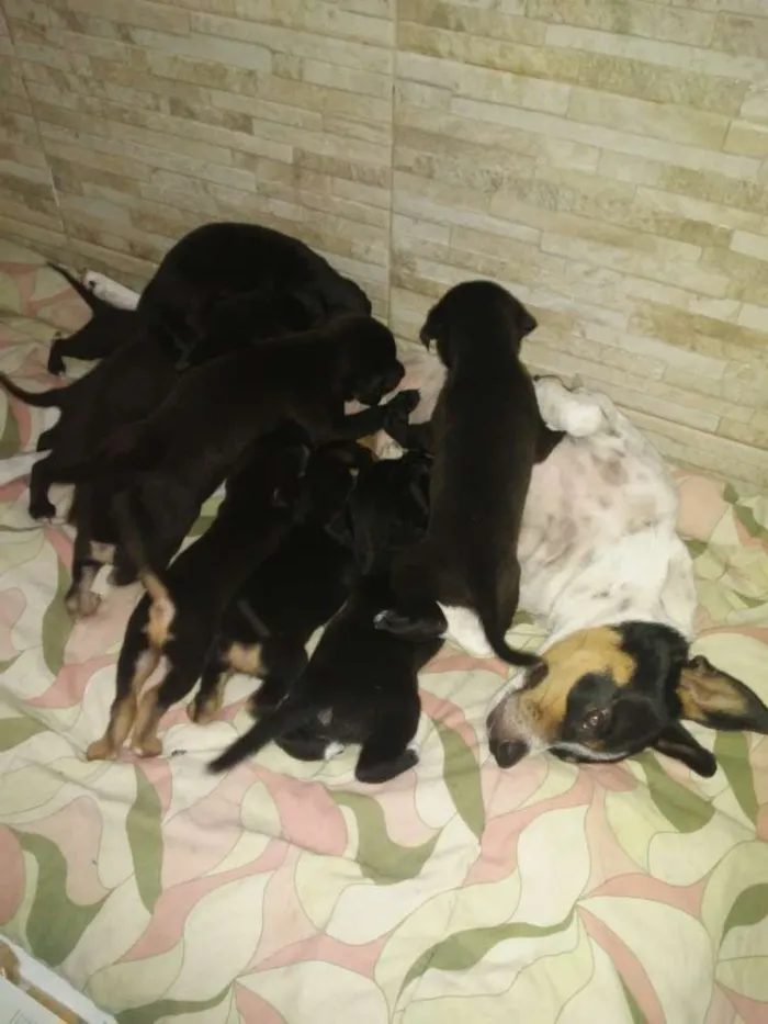 Cachorro raça Vira lata idade Abaixo de 2 meses nome Varios