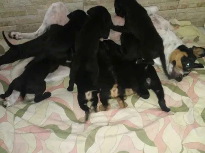 Cachorro raça Vira lata idade Abaixo de 2 meses nome Varios