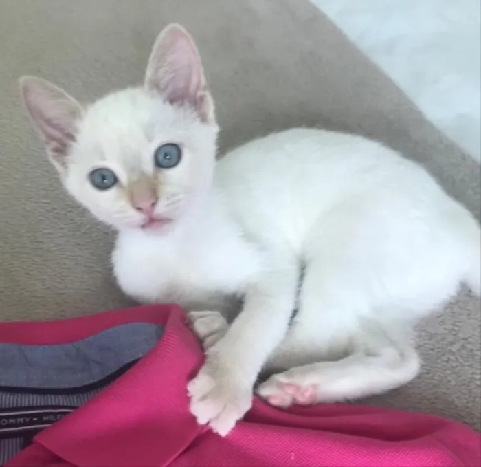 Gato ra a SRD idade 2 a 6 meses nome PATY