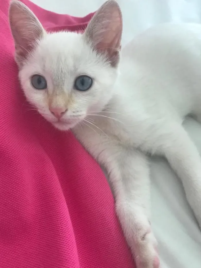 Gato ra a SRD idade 2 a 6 meses nome PATY