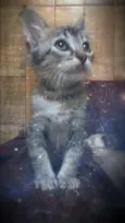 YODA