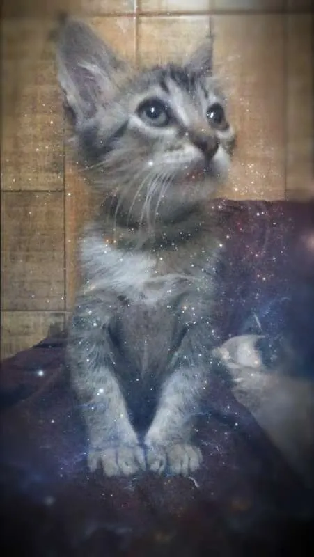 Gato ra a SRD idade Abaixo de 2 meses nome YODA