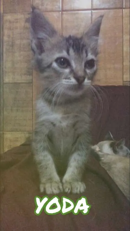 Gato ra a SRD idade Abaixo de 2 meses nome YODA