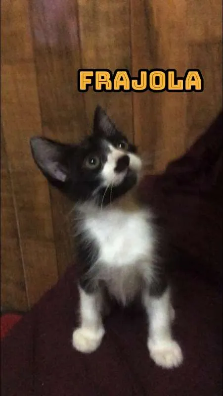 Gato ra a SRD idade 2 a 6 meses nome FRAJOLA