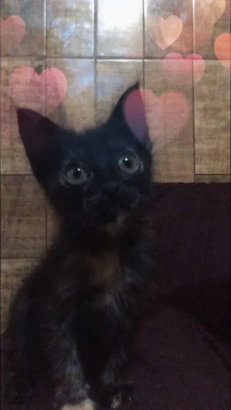 Gato ra a SRD idade 2 a 6 meses nome WANDINHA