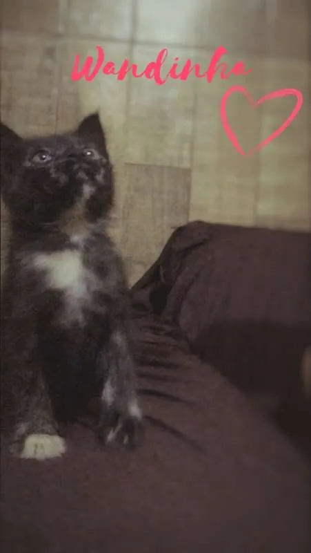 Gato ra a SRD idade 2 a 6 meses nome WANDINHA