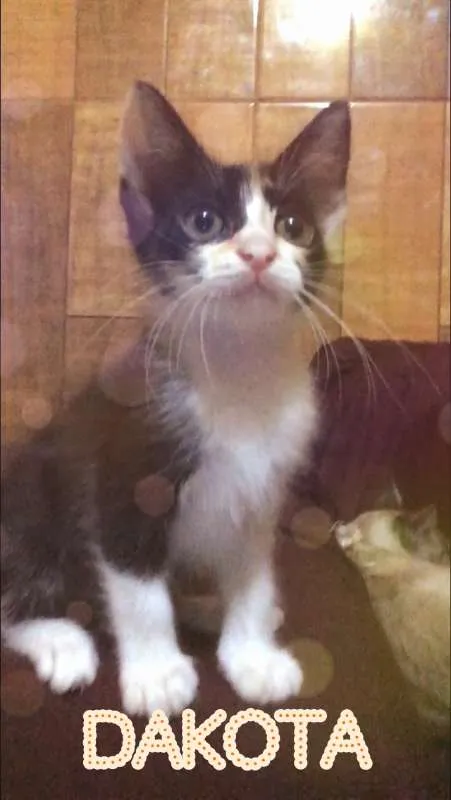 Gato ra a SRD idade 2 a 6 meses nome DAKOTA