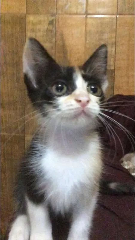 Gato ra a SRD idade 2 a 6 meses nome DAKOTA