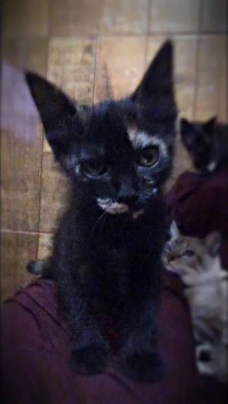 Gato ra a SRD idade 2 a 6 meses nome MOON