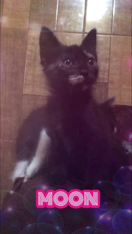 Gato ra a SRD idade 2 a 6 meses nome MOON