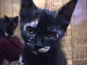 Gato raça SRD idade 2 a 6 meses nome MOON