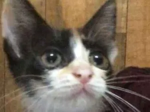 Gato raça SRD idade 2 a 6 meses nome DAKOTA