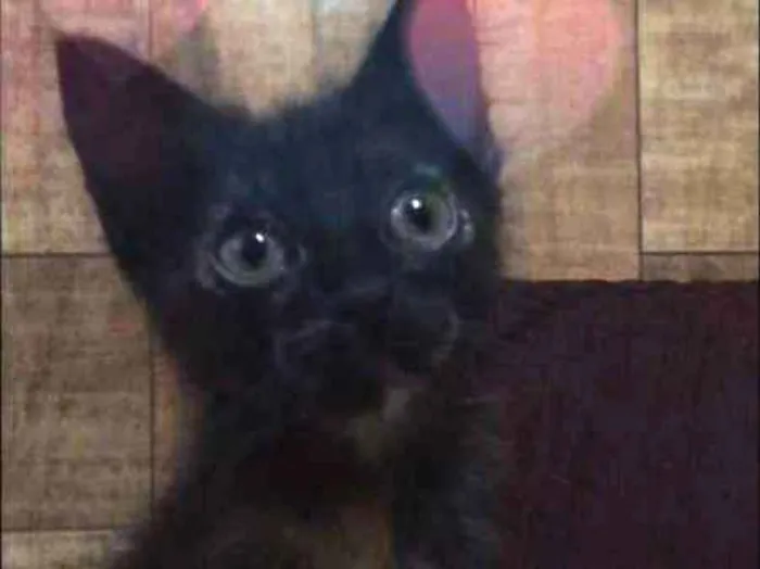 Gato ra a SRD idade 2 a 6 meses nome WANDINHA