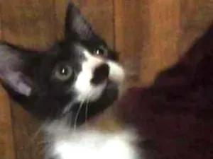 Gato raça SRD idade 2 a 6 meses nome FRAJOLA